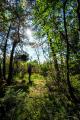 Seigne des Barbouillons – Photo DR