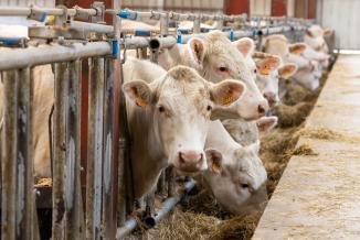 Engraisser ses animaux à la ferme : une nouvelle tendance que la Région veut promouvoir. Photo : Xavier Ducordeaux